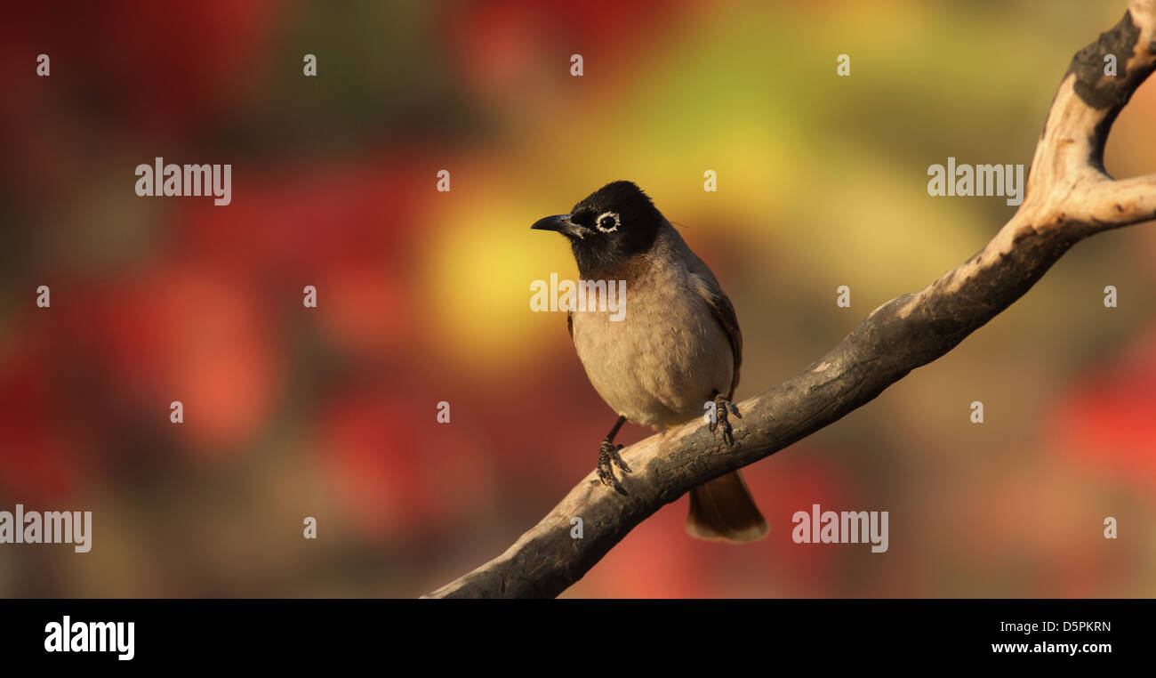 Pycnonotus xanthopygos, jaune-White-Spectacled alias Bulbul Bulbul à évent, perché sur une branche photographié en Israël en mars Banque D'Images