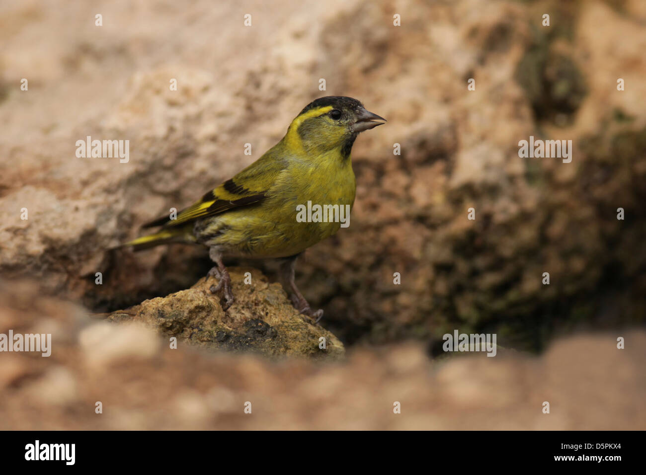 Eurasienne mâle tarin (Carduelis spinus). Banque D'Images