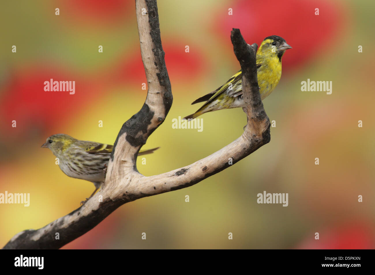 Mâle (à droite) et femelle tarin des pins (Carduelis spinus eurasienne). Banque D'Images