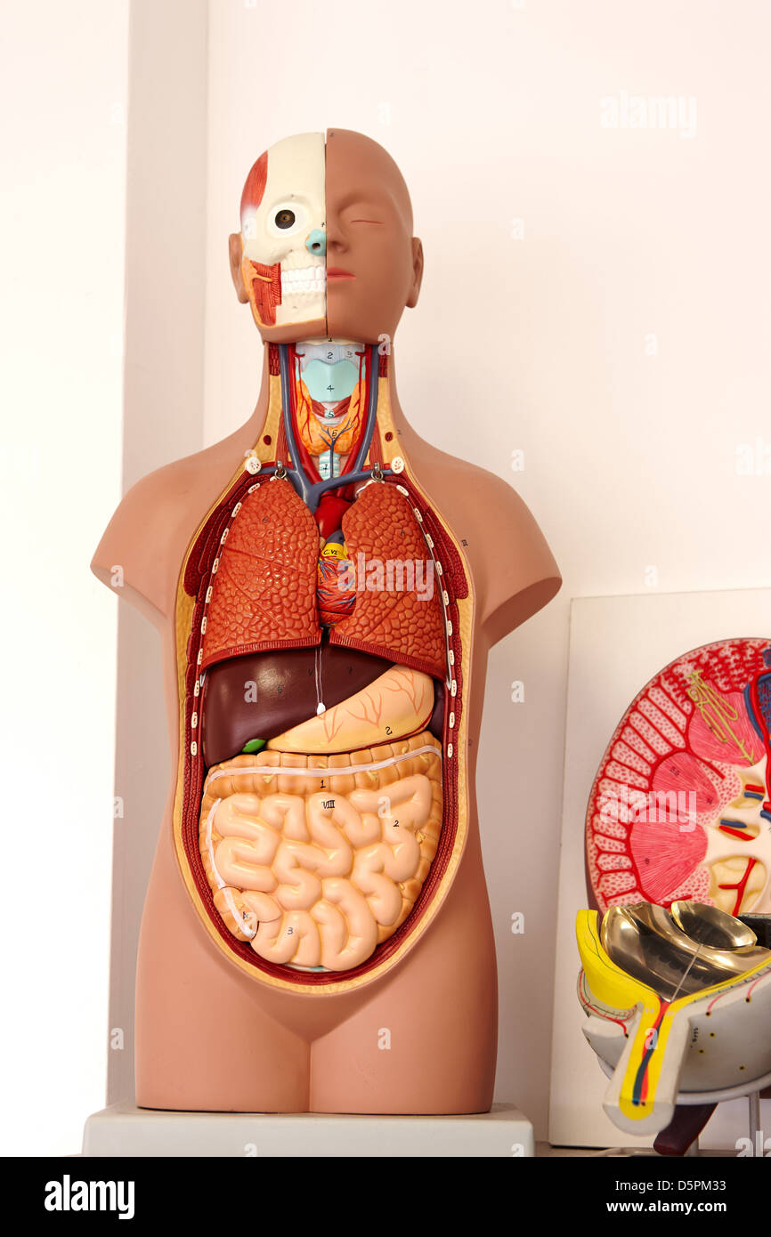 À l'intérieur d'un 6e niveau de l'enseignement en classe Stock Sciences pour former les étudiants en classe de biologie, chimie et physique Banque D'Images