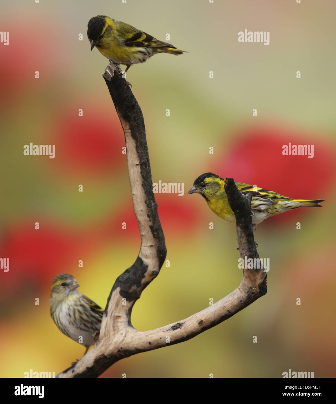 2 mâles (à droite et en haut) et une femelle tarin des pins (Carduelis spinus eurasienne). Banque D'Images