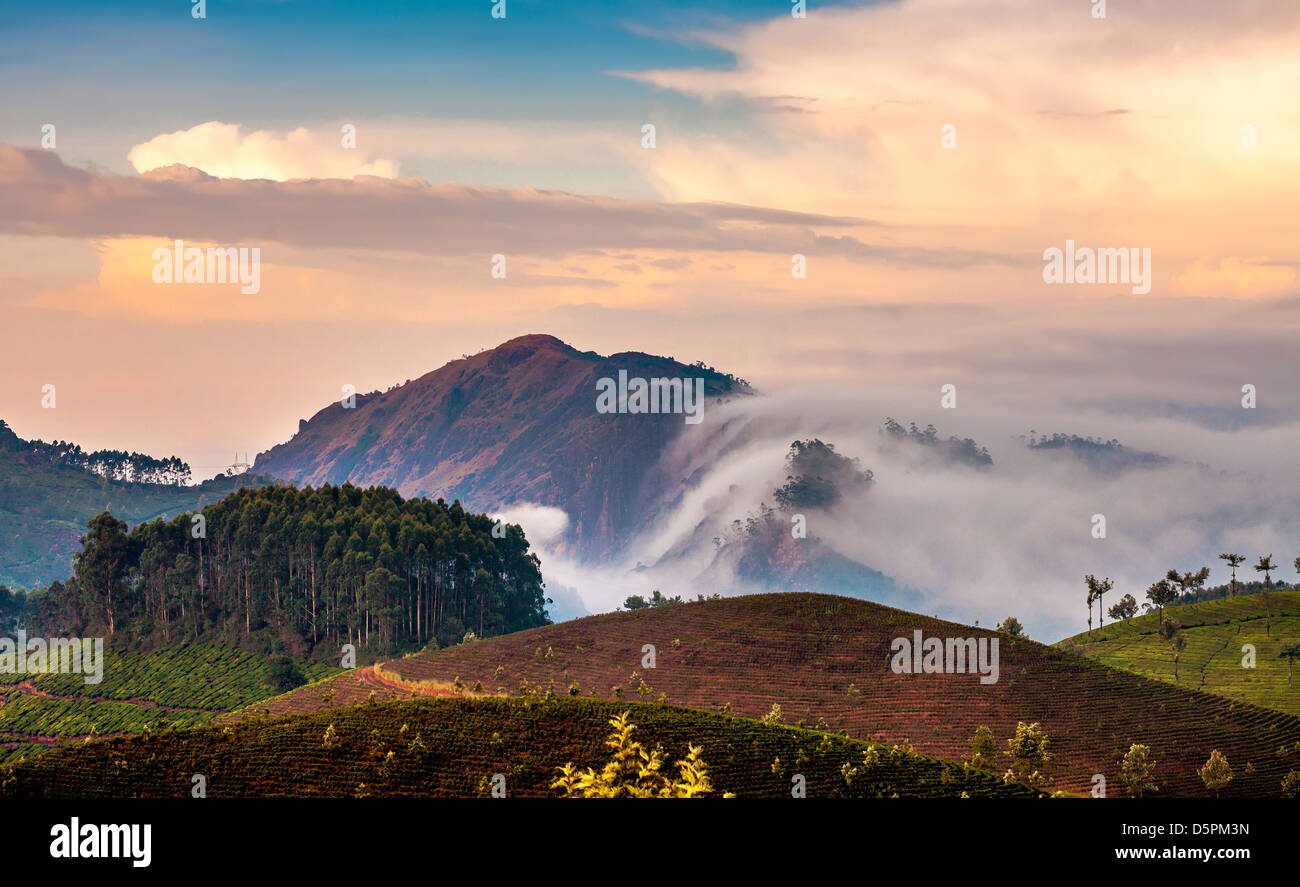 le-paysage-de-plantations-de-th-en-inde-kerala-munnar-photo-stock-alamy