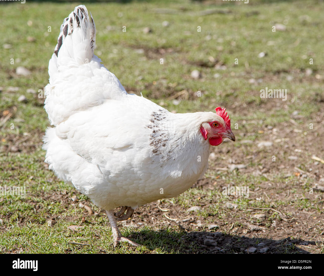 Poulet sussex blanc Banque D'Images