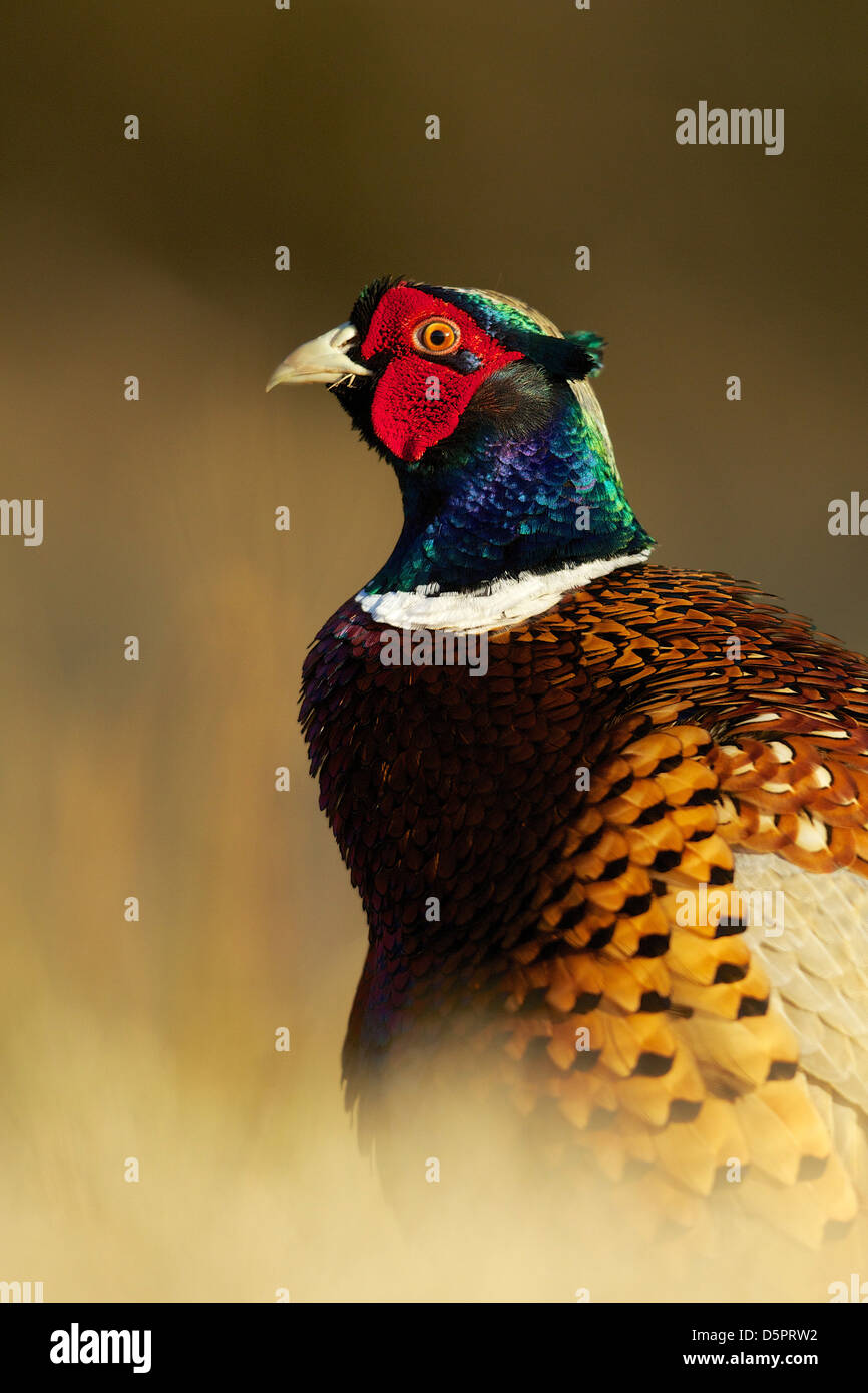 Tête et épaule portrait of a male cock pheasant Banque D'Images