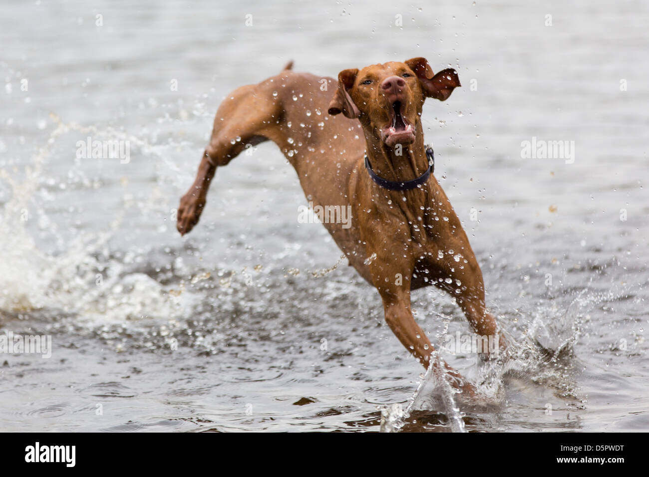 Un Hongrois Vizsla devint sauts dans l'eau peu profonde. Banque D'Images