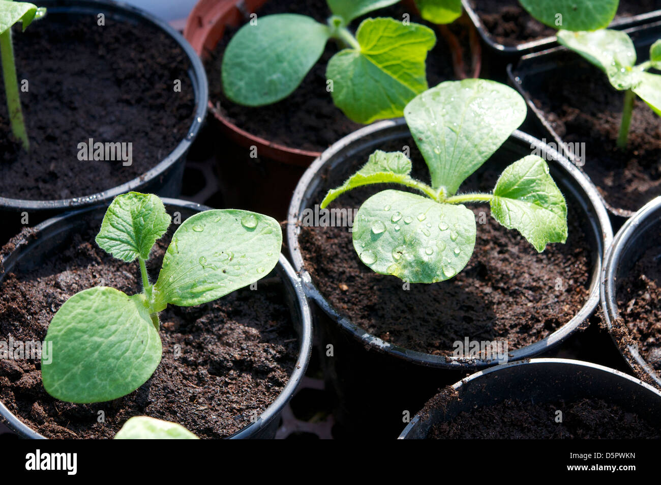 Red kuri squash plants transplantés dans des pots plus grands. Banque D'Images