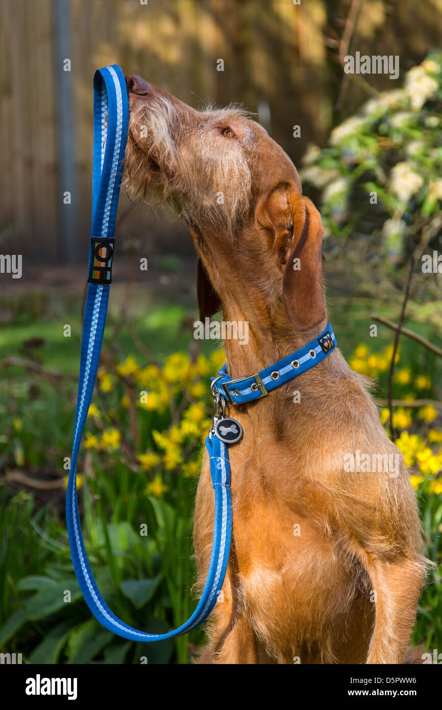 Vizsla devint chien tenant le plomb. Banque D'Images
