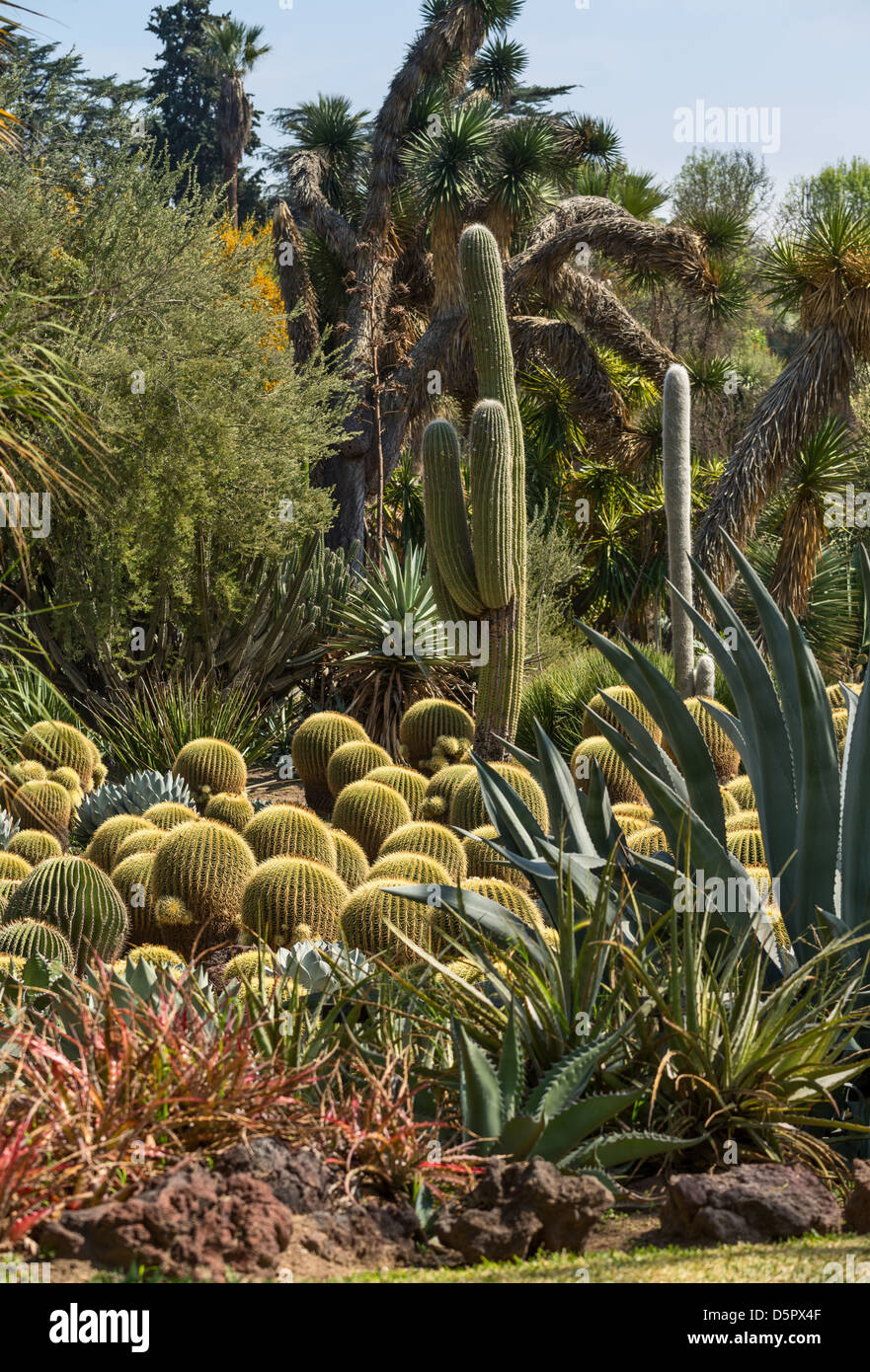 Beau jardin de cactus. Banque D'Images
