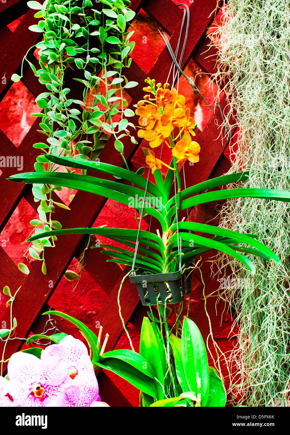 Mur décoré avec des fleurs d'orchidées tropicales Banque D'Images Mur décoré avec des fleurs d'orchidées tropicales Banque D'Images