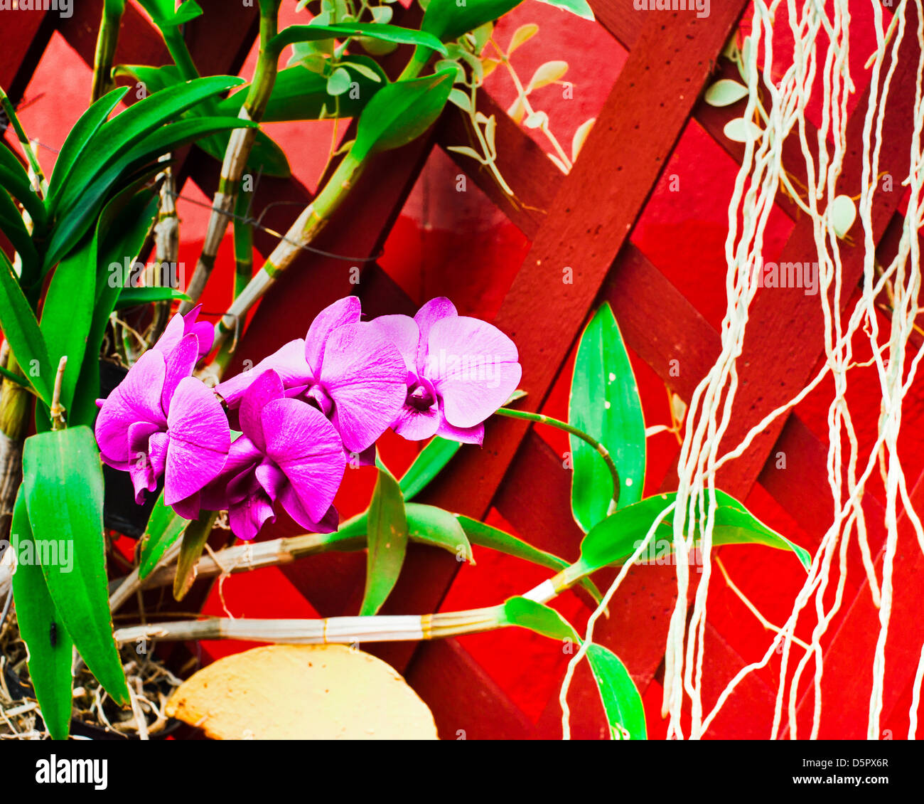 Mur décoré avec des fleurs d'orchidées tropicales Banque D'Images Mur décoré avec des fleurs d'orchidées tropicales Banque D'Images