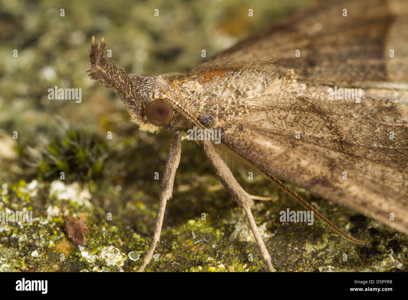 Close-up du museau Hypena proboscidalis (tête) Banque D'Images