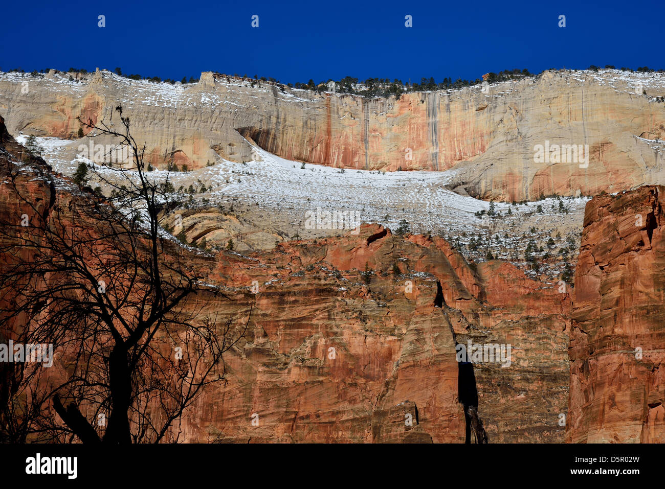 La neige reste sur falaise de grès rouge le long de Zion Canyon. Zion National Park, Utah, USA. Banque D'Images