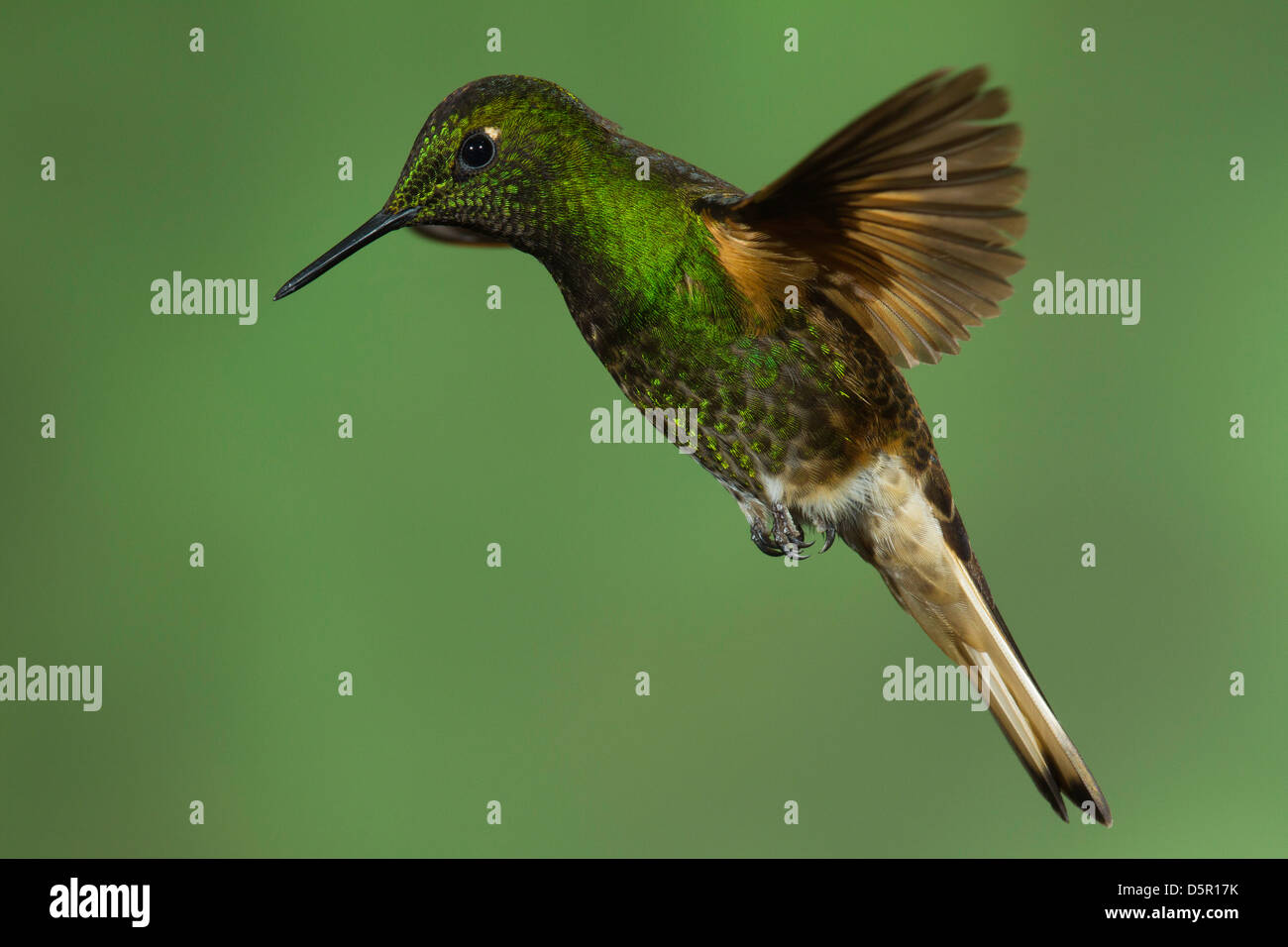 Buff-tailed Coronet (Boissonneaua flavescens) en vol Banque D'Images