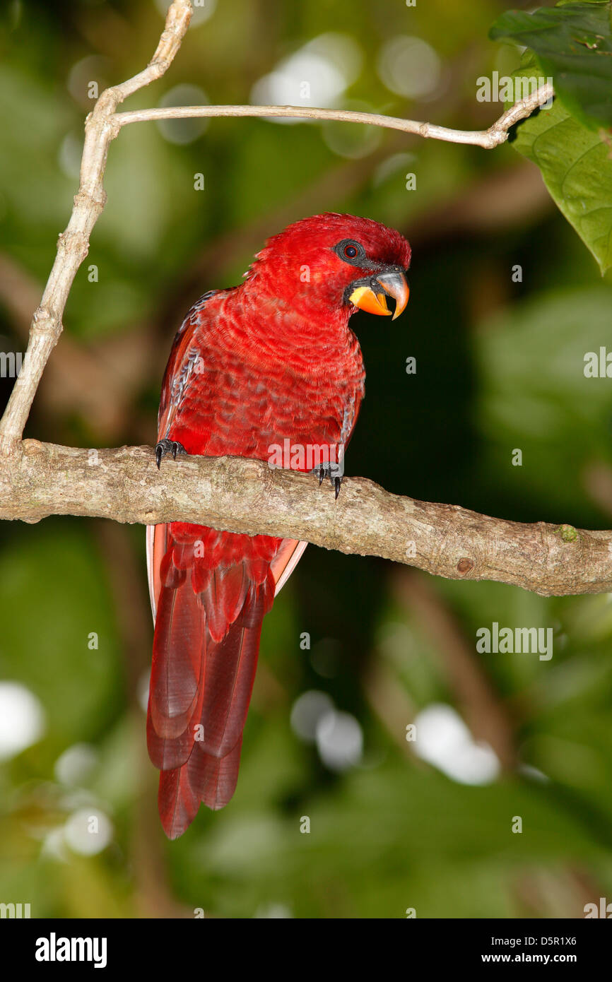 Cardinal Lory, Pseudéos cardinalis, Chalcopsitta cardinalis. Un oiseau sauvage photographié à Uepi, Îles Salomon. Banque D'Images