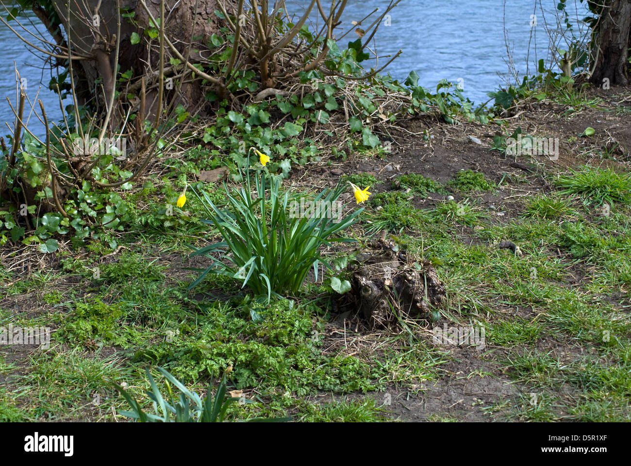 Les jonquilles sauvages qui poussent sur la rive Banque D'Images