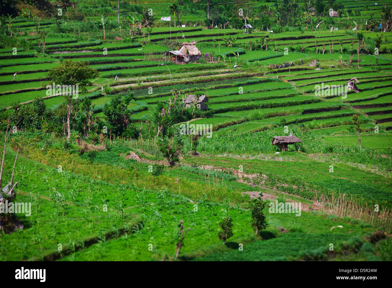 Les rizières en terrasses vert à Bali, Indonésie. Banque D'Images
