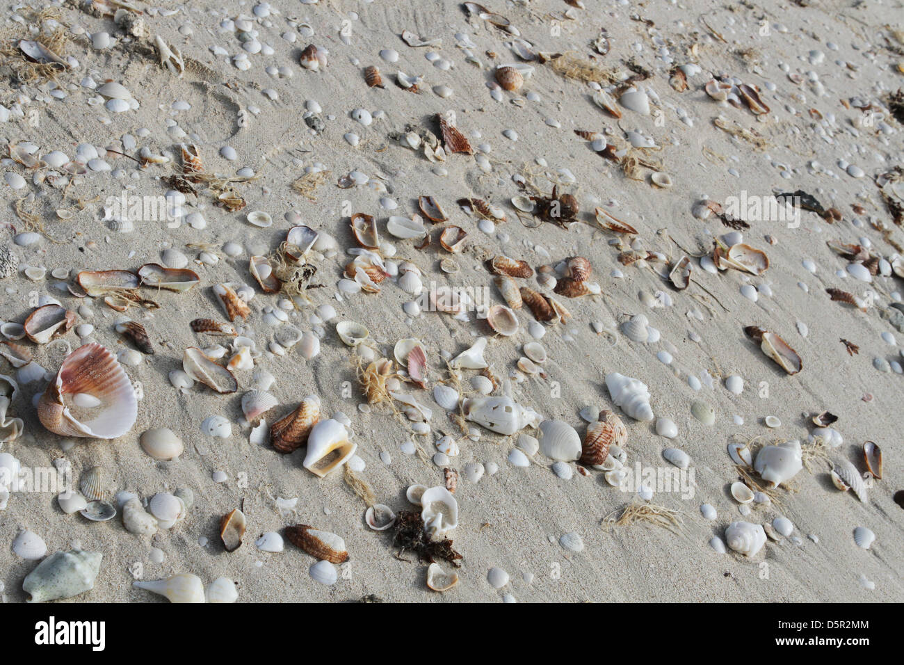 Une grande grappe de coquillages sur la plage à Celestun, Mexique. Banque D'Images