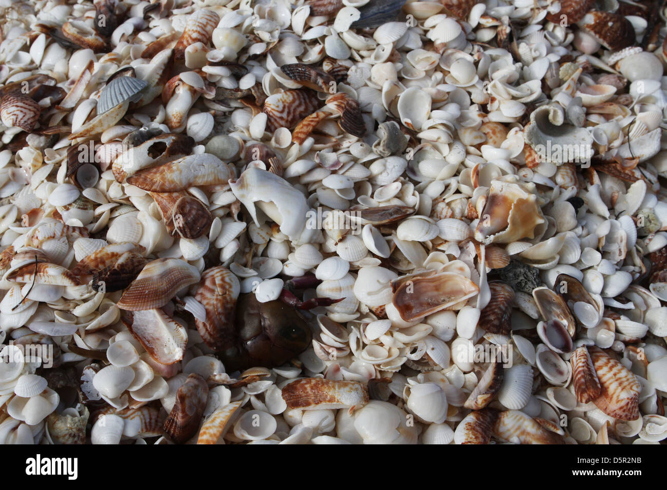 Une grande grappe de coquillages sur la plage à Celestun, Mexique. Banque D'Images