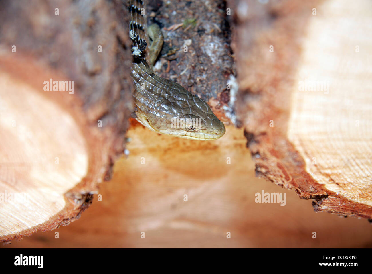 Lézard-alligator dans une pile de bois Banque D'Images