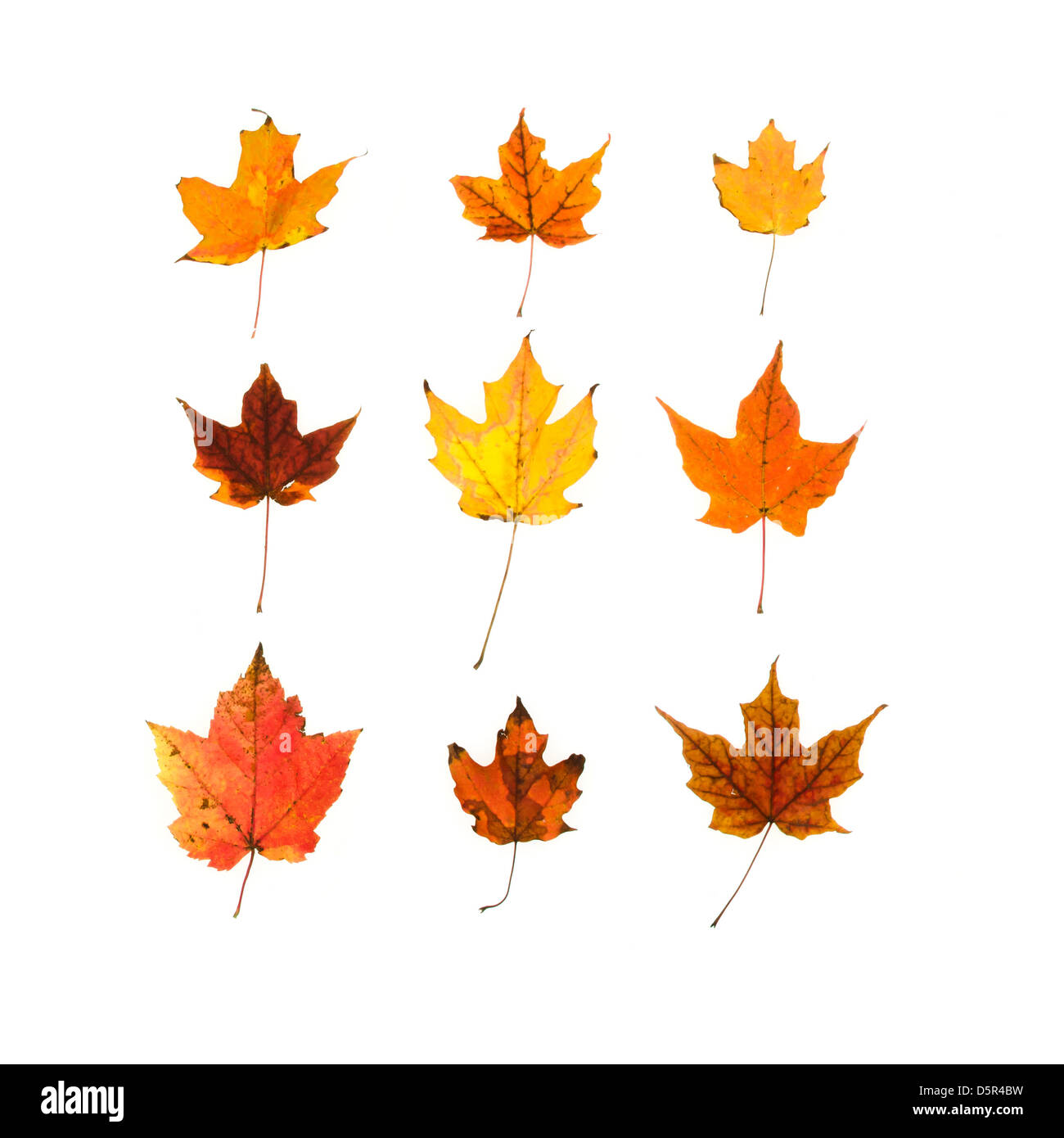 Feuilles d'érable jaune et orange sur fond blanc. Banque D'Images