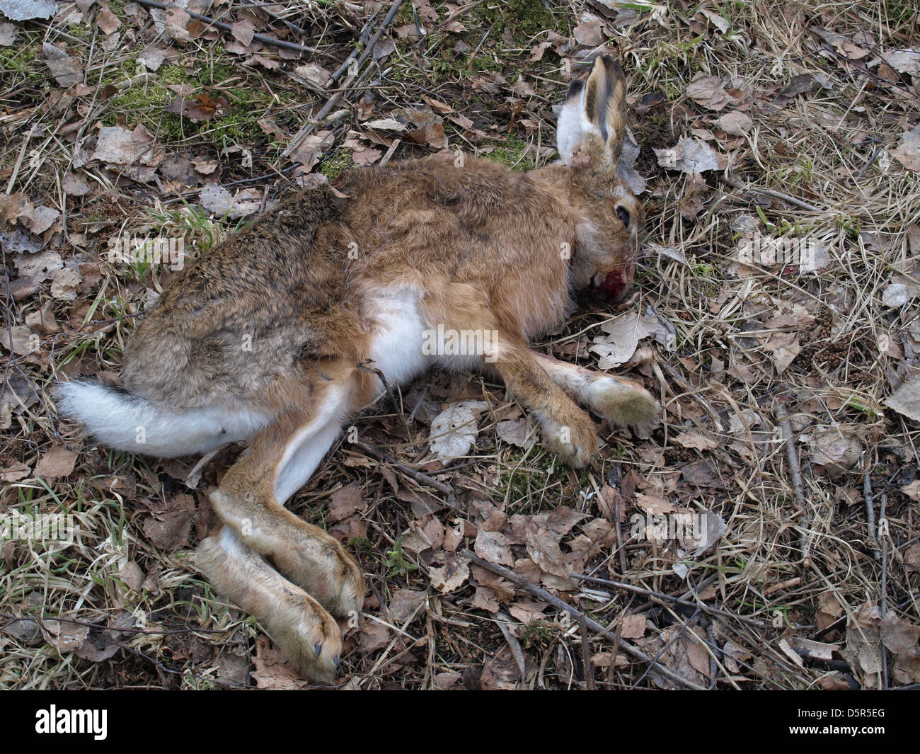 Lapin mort ling dans un pré Banque D'Images