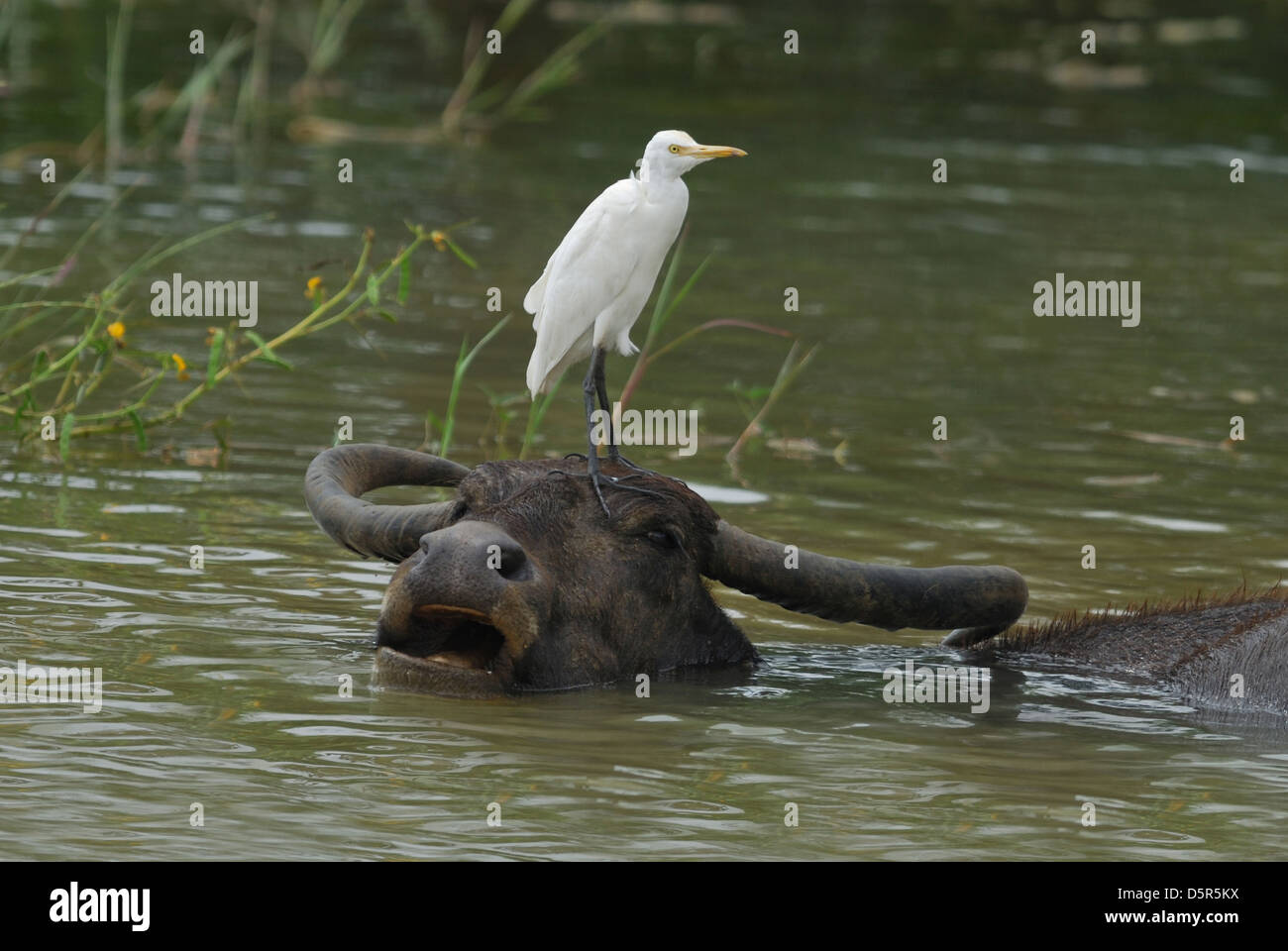 Héron garde-boeuf debout sur une tête de buffle, Sri Lanka Banque D'Images