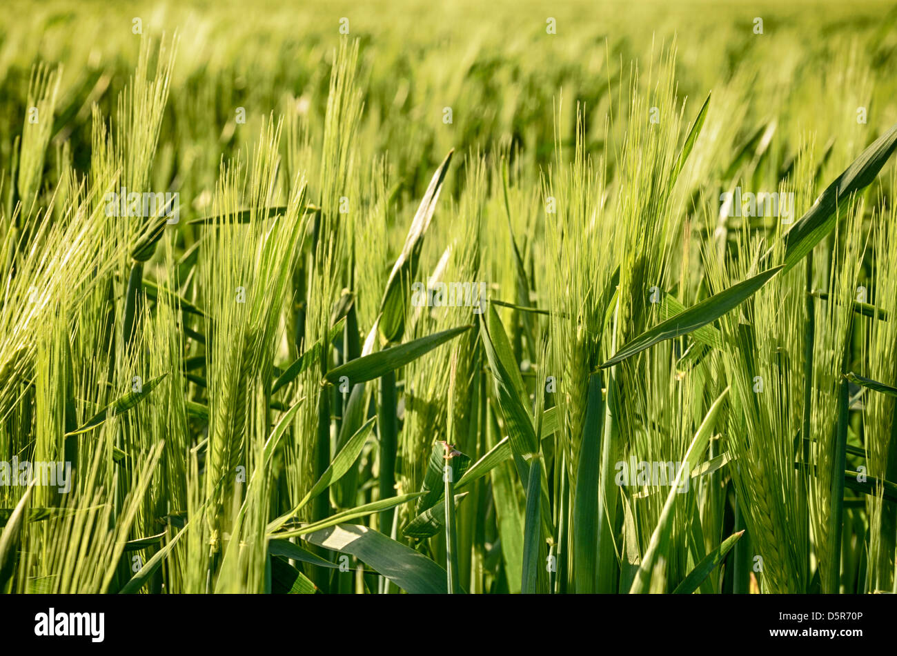 Les jeunes de l'orge verte poussant dans un champ de maïs Banque D'Images