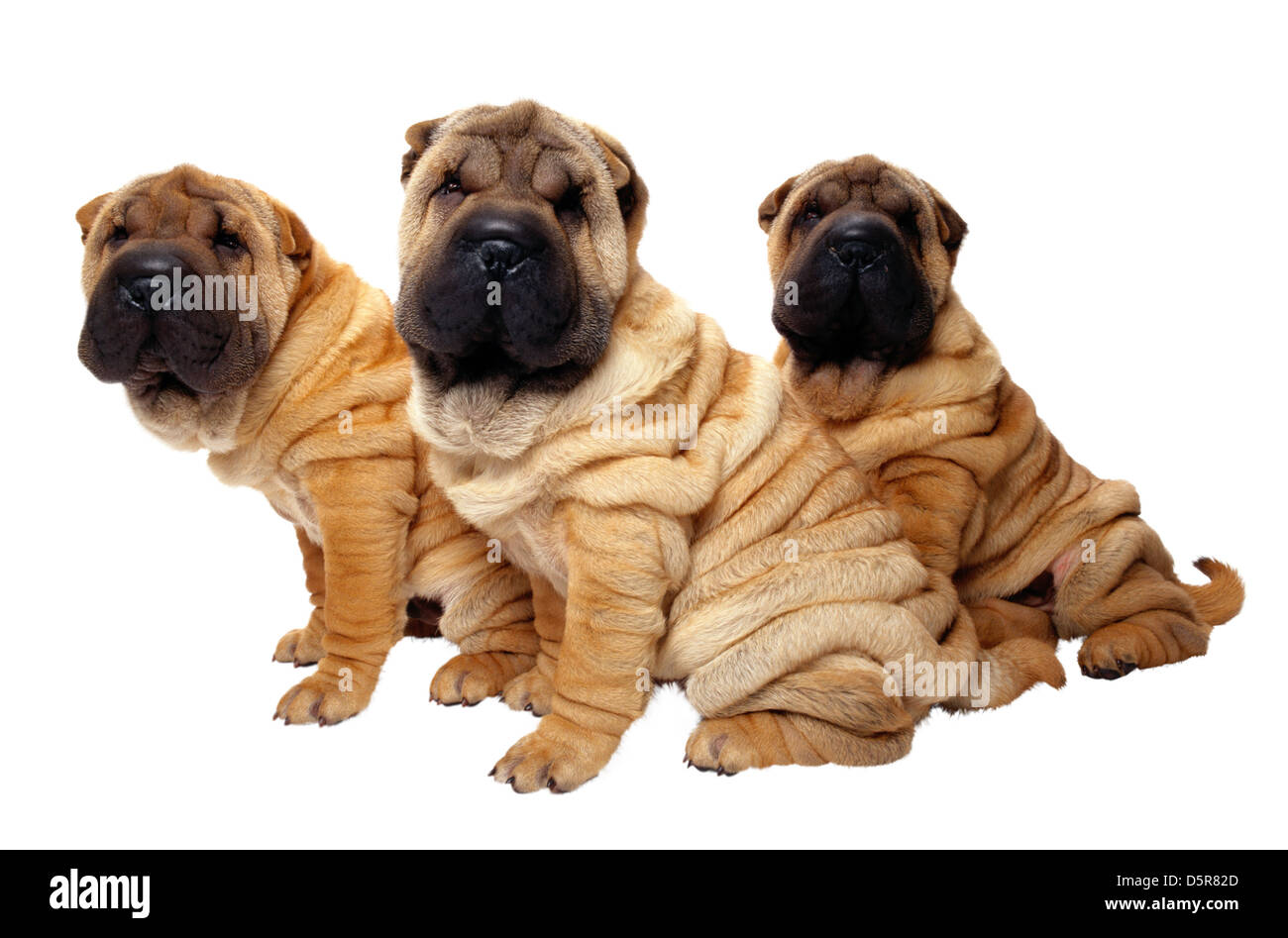 Groupe de chiens sharpei Banque D'Images