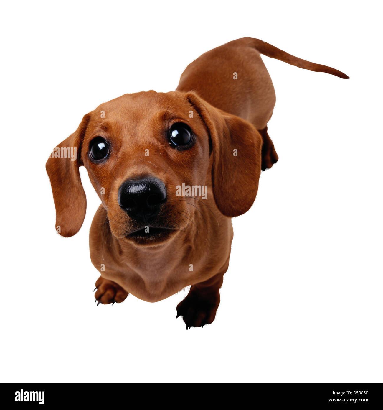 Chien en blanc Banque D'Images