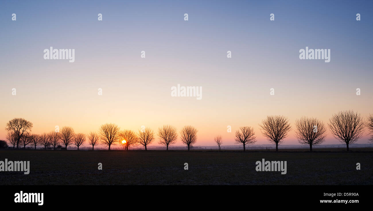 Ligne de silhouette des arbres dans la campagne anglaise au lever du soleil. L'Oxfordshire. L'Angleterre Banque D'Images