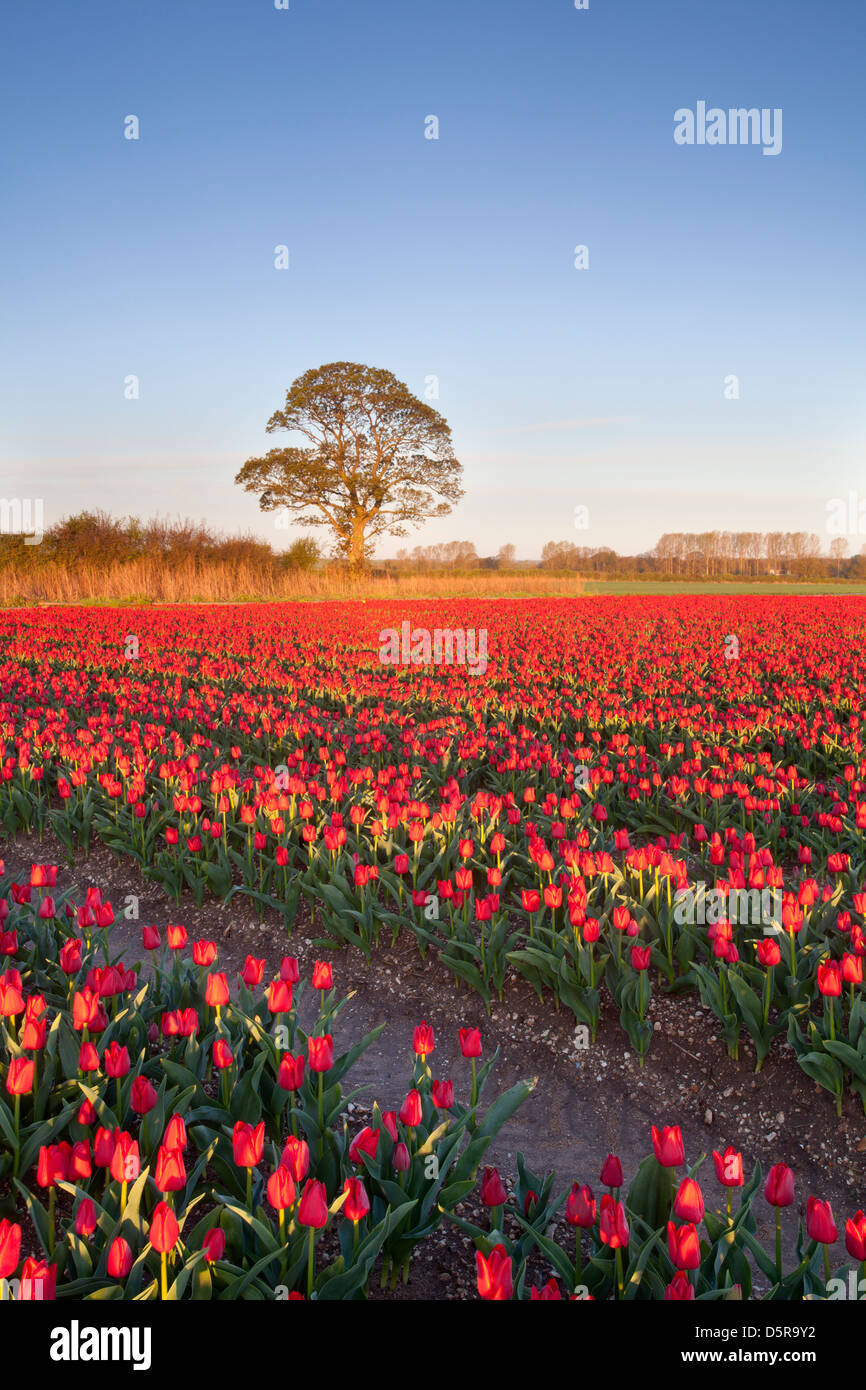 Champ de tulipes dans le Norfolk, Royaume-Uni Banque D'Images