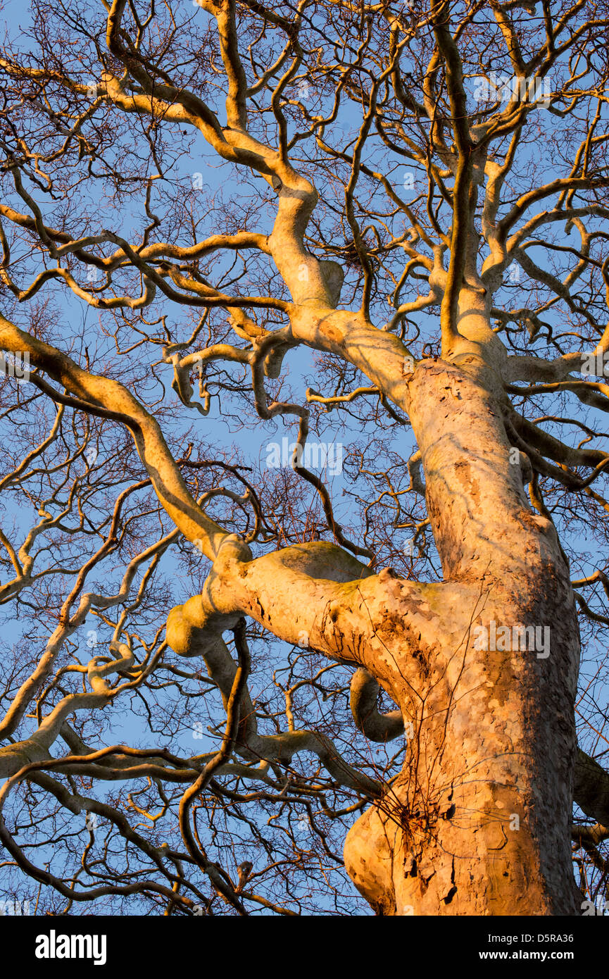 Platanus x acerifolia,. London arbre plan extérieur de St Marys church , , Banbury Oxfordshire, UK Banque D'Images