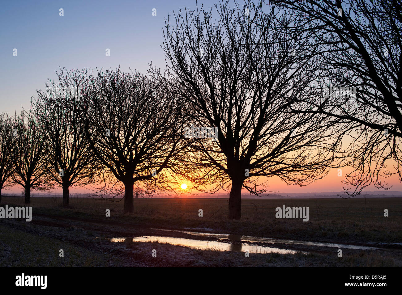 Ligne de silhouette des arbres dans la campagne anglaise au lever du soleil. L'Oxfordshire. L'Angleterre Banque D'Images