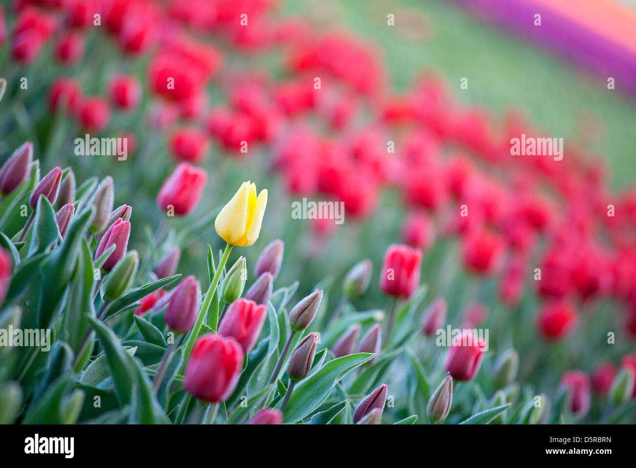 Champ de tulipes dans le Norfolk, Royaume-Uni Banque D'Images