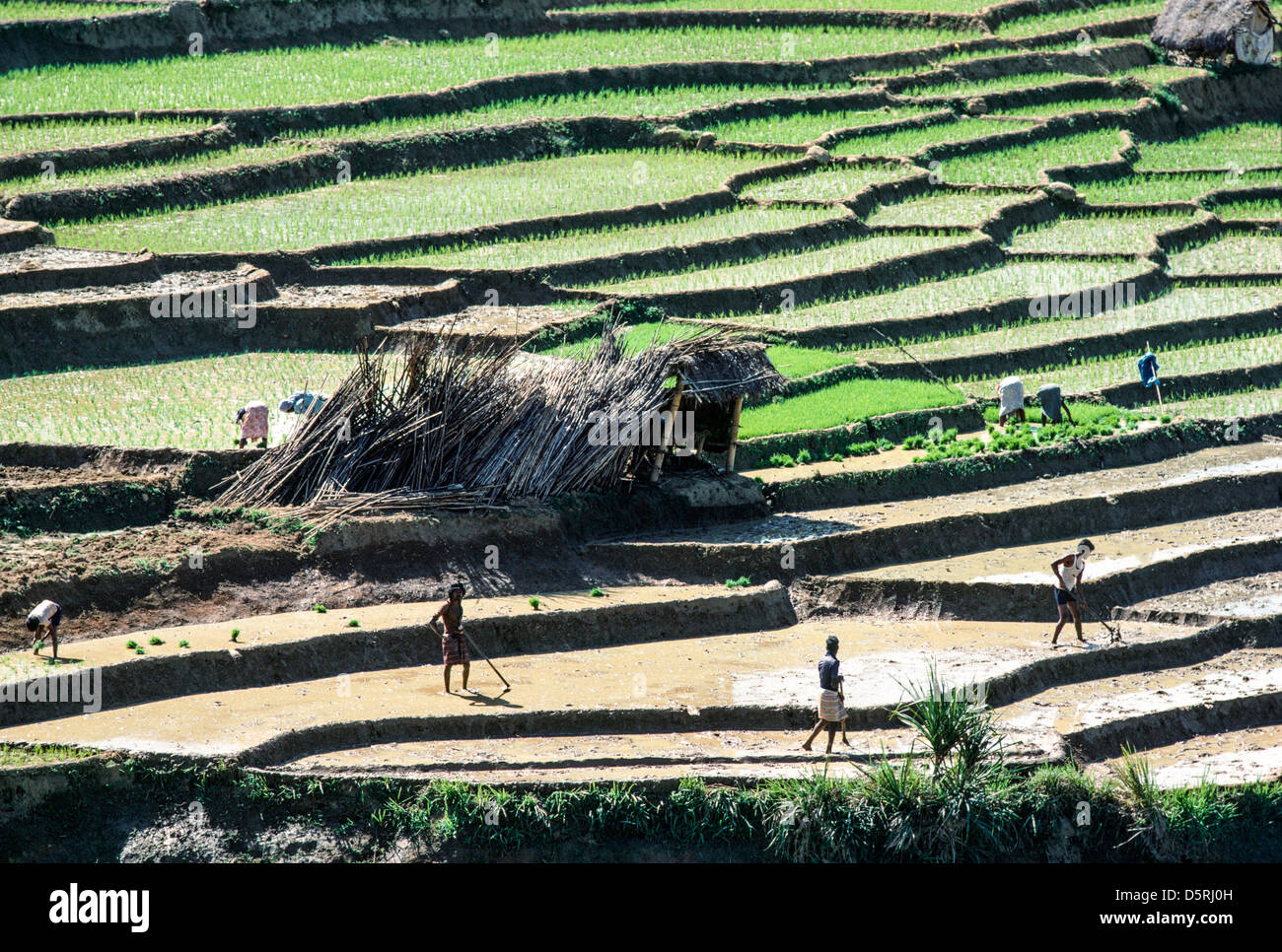 Les ouvriers agricoles qui font la culture du riz sur des rizières en terrasse. Les Highlands, Sri Lanka Banque D'Images