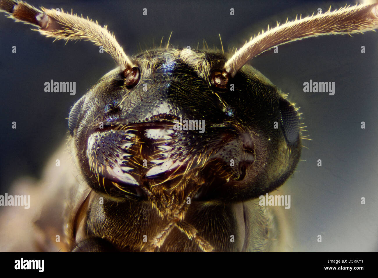 Tête de fourmi microscope Banque de photographies et d’images à haute résolution Alamy