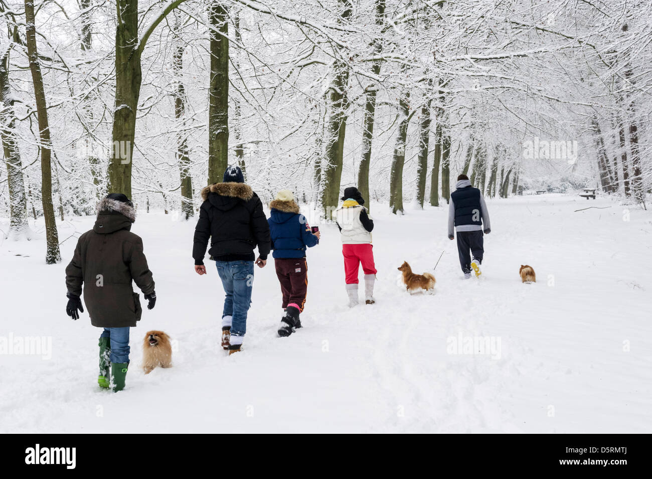 Promenade de chien de la famille dans la neige à Thorndon Country Park, Brentwood, Essex, Angleterre, RU Banque D'Images