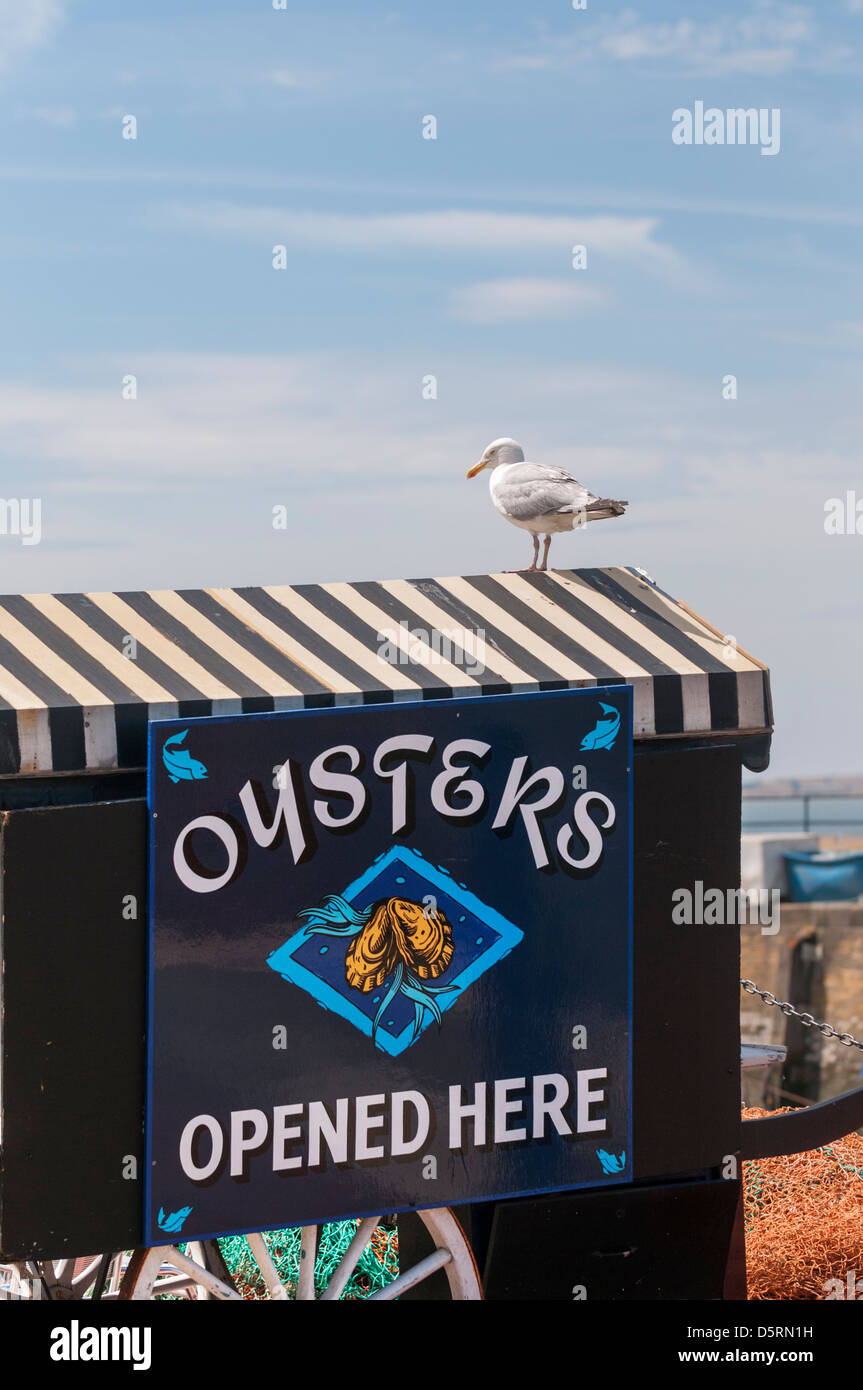 Une mouette perchée sur le haut d'un panier d'huîtres à Whitstable Kent, England, UK Banque D'Images