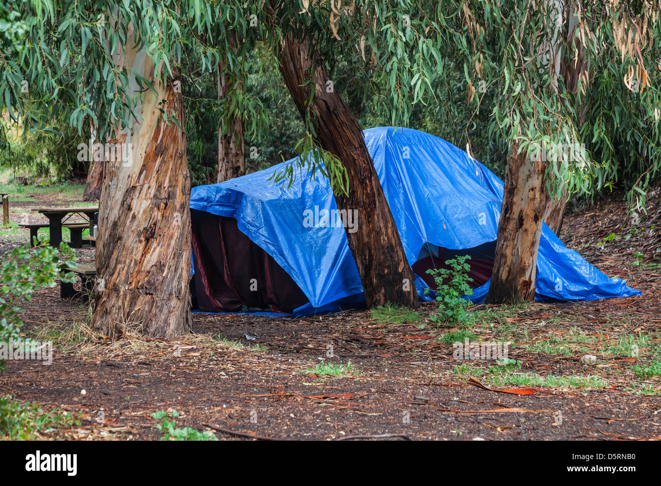 Bâche bleue couvrant tente au camping Ranch Scorpion après une forte pluie de printemps, l'île de Santa Cruz, Channel Islands National Park Banque D'Images