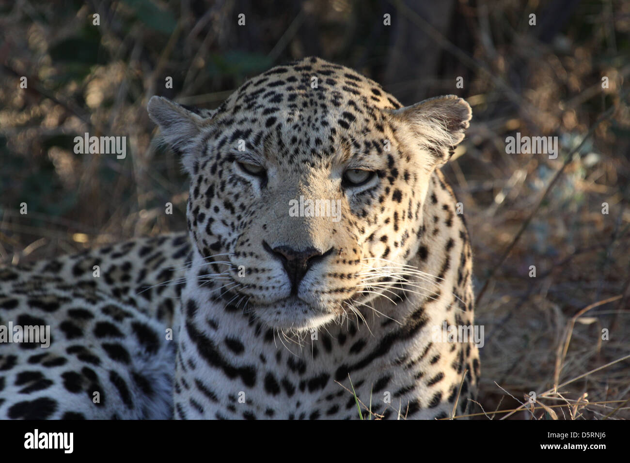 Leopard avec col, fondation Africat, Namibie, Afrique du Sud Banque D'Images
