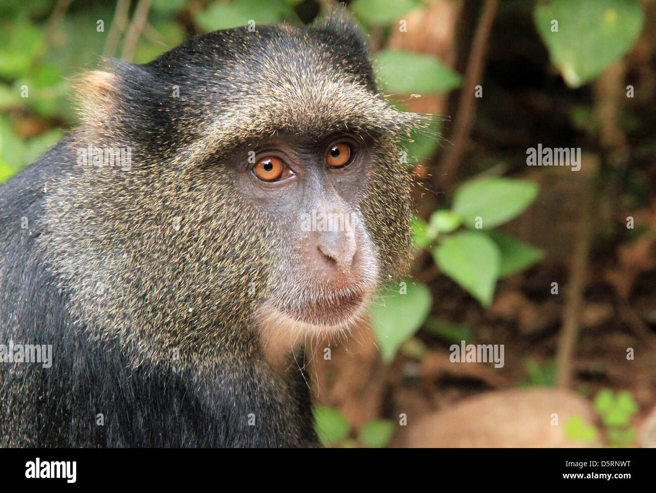 Close-up of a Blue Monkey (Cercopithecus Mitis), le lac Manyara, Tanzanie Banque D'Images
