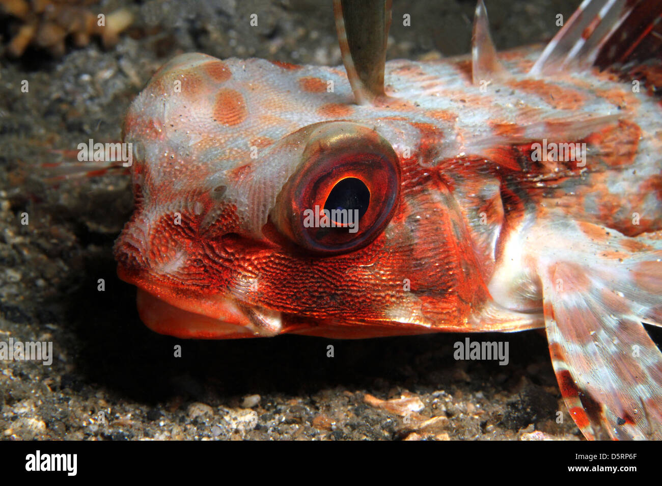 Close-up of a Flying Grondin (Dactyloptena orientalis), le Détroit de Lembeh, Indonésie Banque D'Images