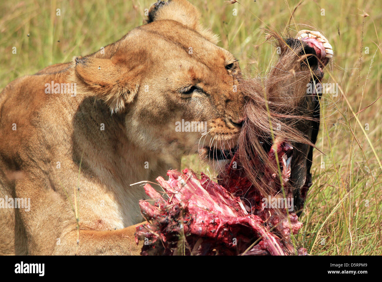 Close-up of a Lion (Panthera leo) manger un gnou, Masai Mara, Kenya Banque D'Images