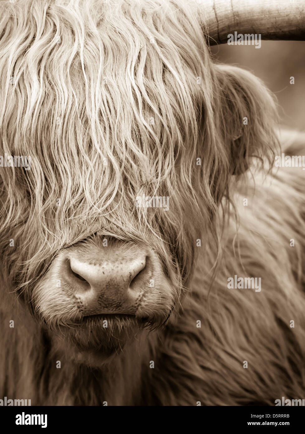 Vache Highland Banque D'Images