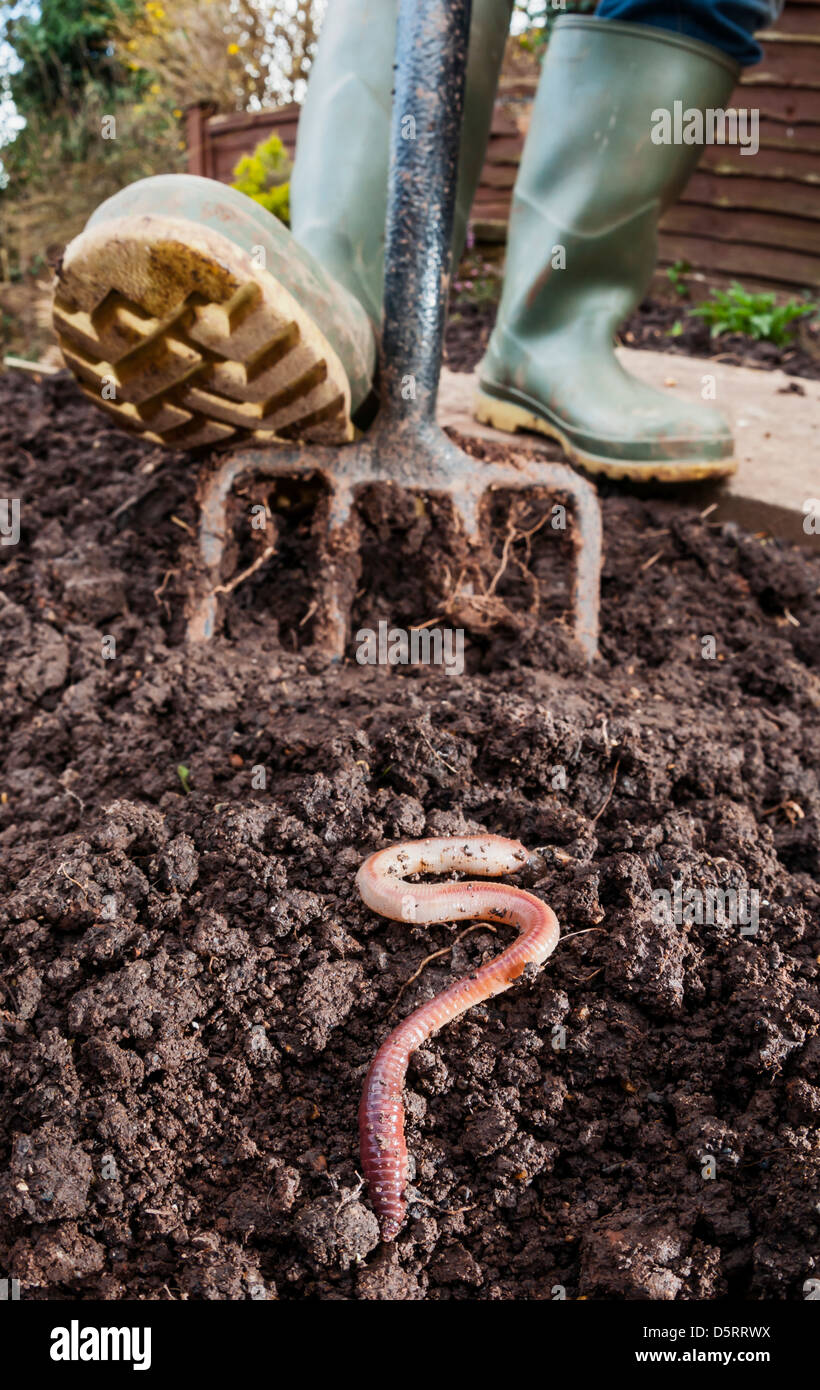 Ver de terre creusé dans le sol par un jardinier Banque D'Images