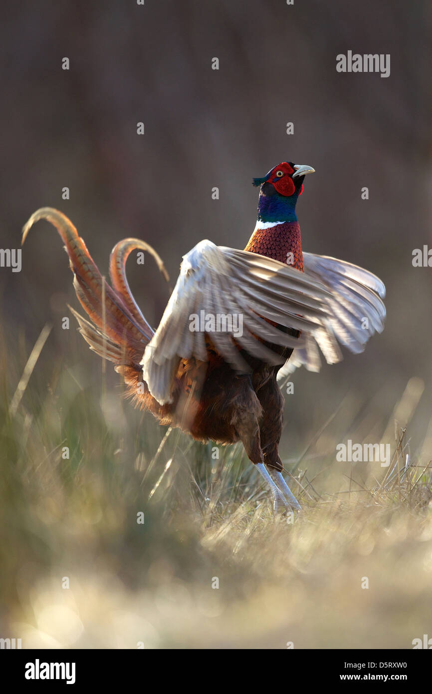 Les ailes battantes faisan mâle au cours de l'accouplement rituel d'affichage Banque D'Images