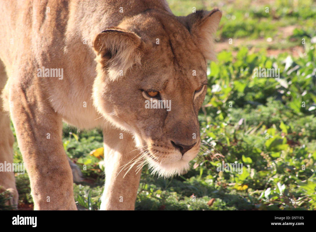 lionne Banque D'Images