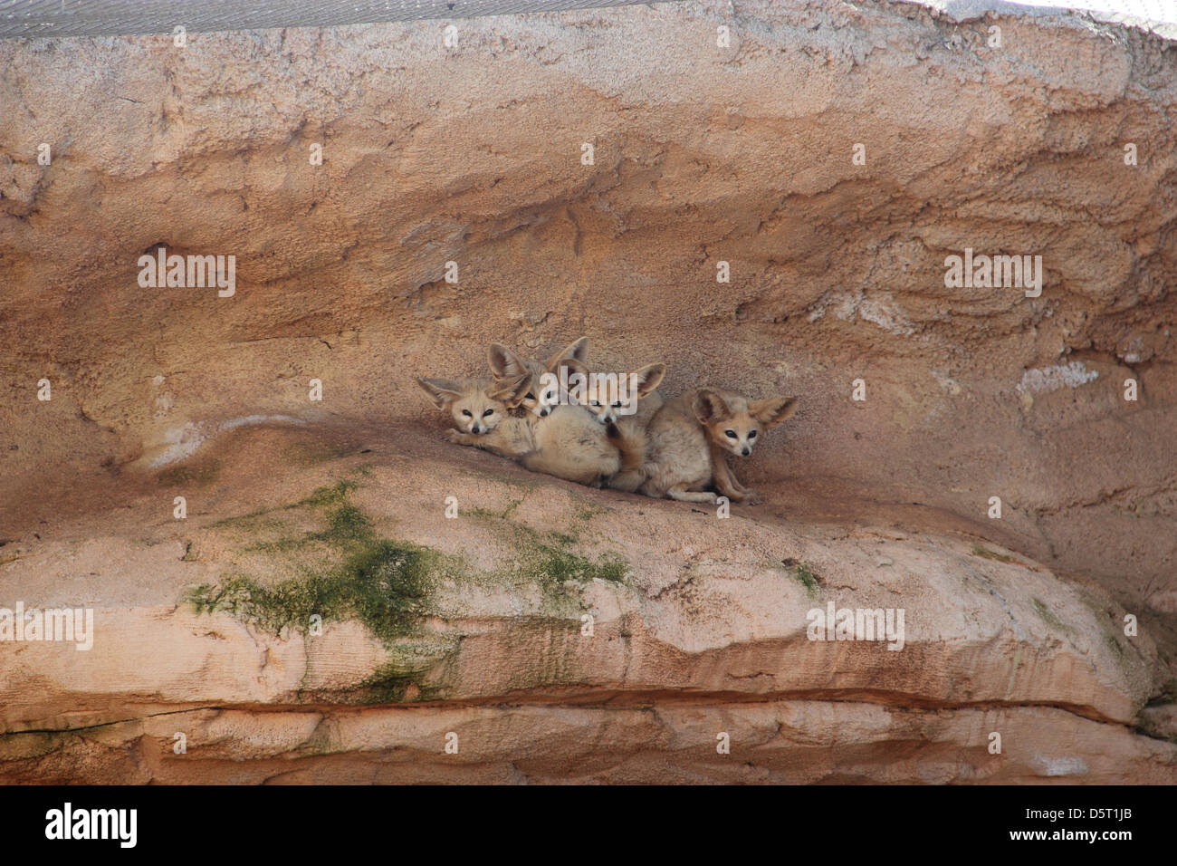 Les renards fennec posant pour une photo de famille Banque D'Images