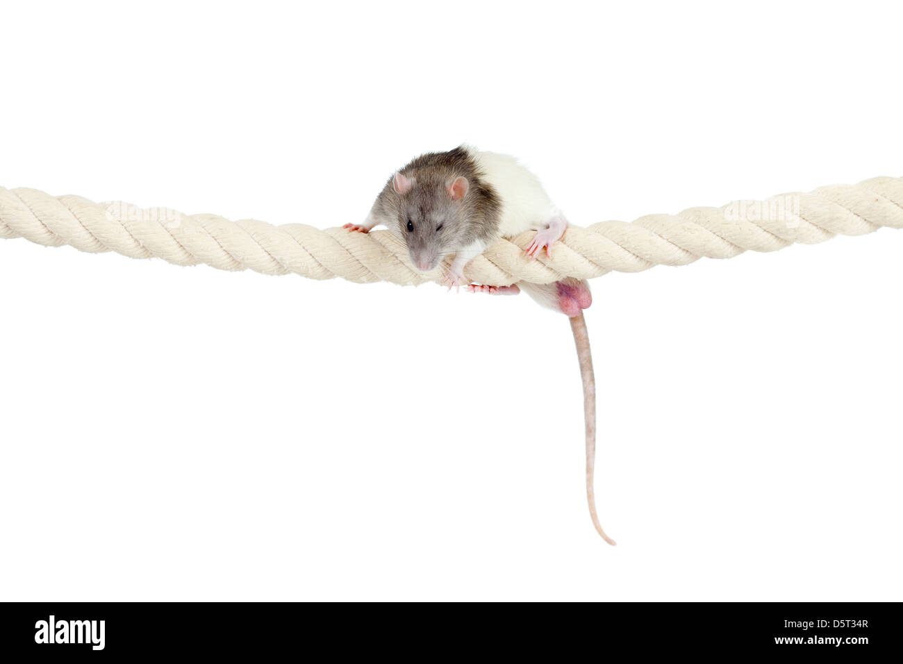 Rat domestique grimper par corde isolated on white Banque D'Images