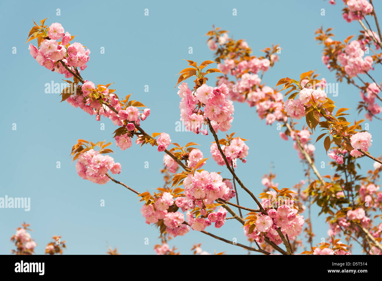 Fleurs de Cerisiers en fleurs Banque D'Images